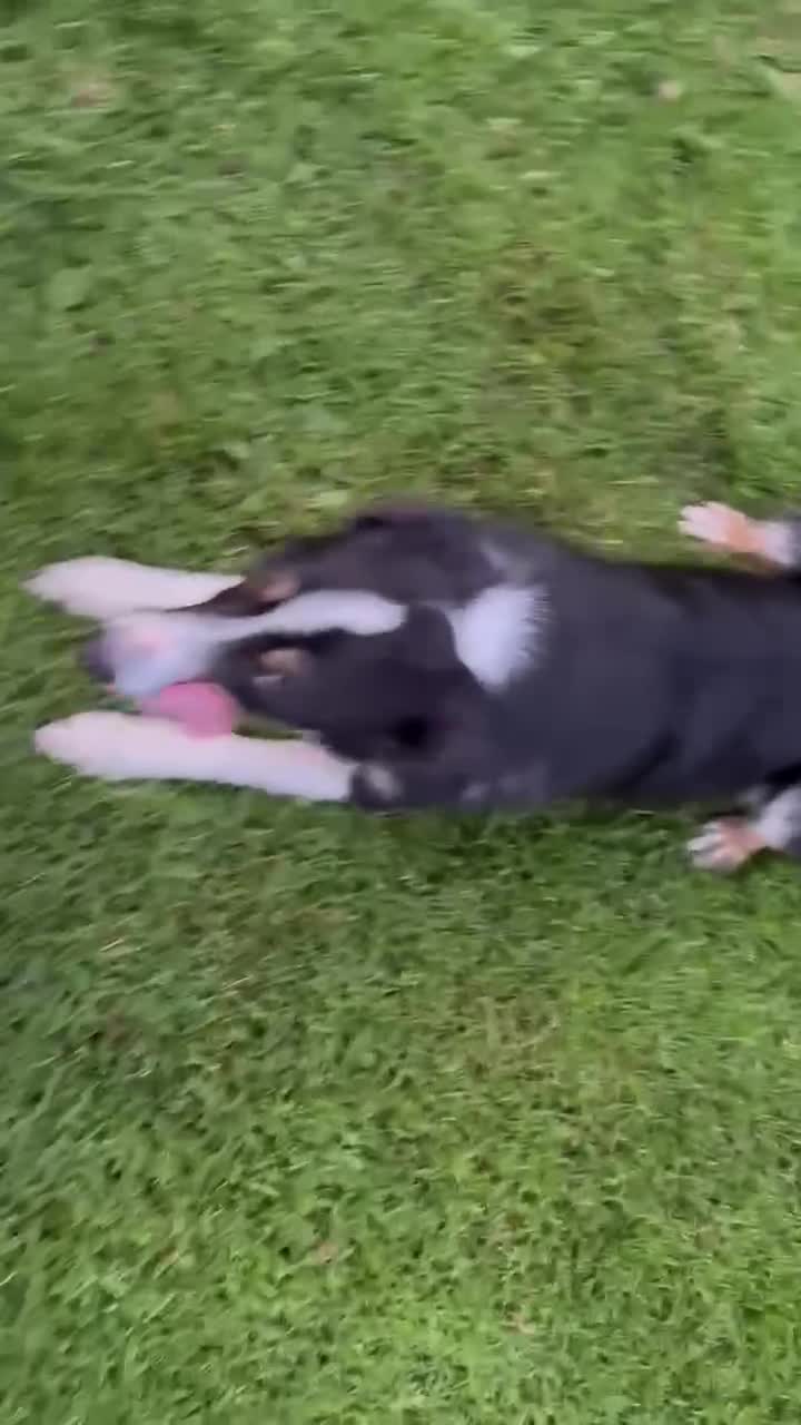 Border Collie dogs for sale: Gorgeous Male Border Collie - Video 2