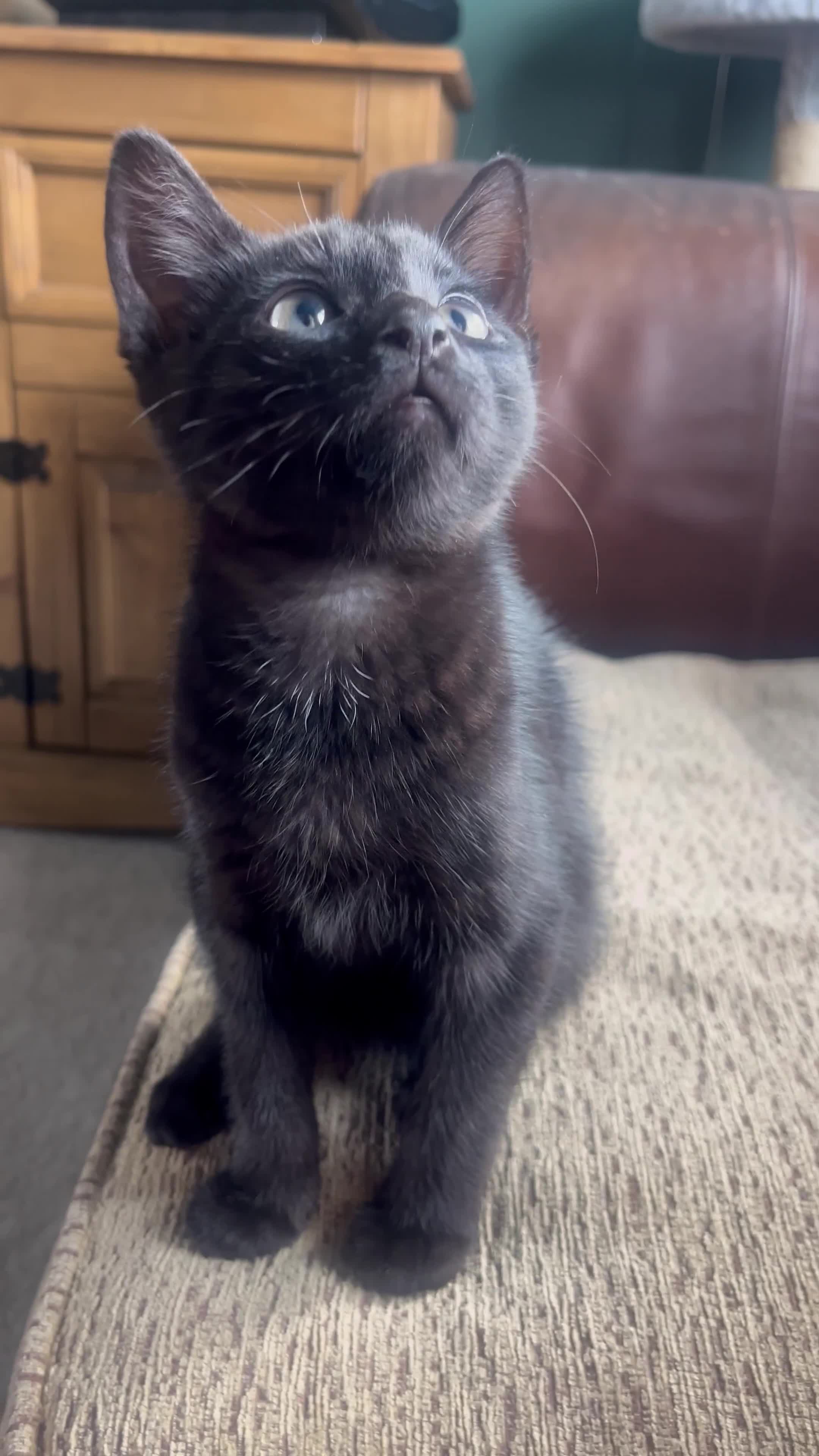 Mixed Breed cats for sale: 2 male kittens  - Video 1