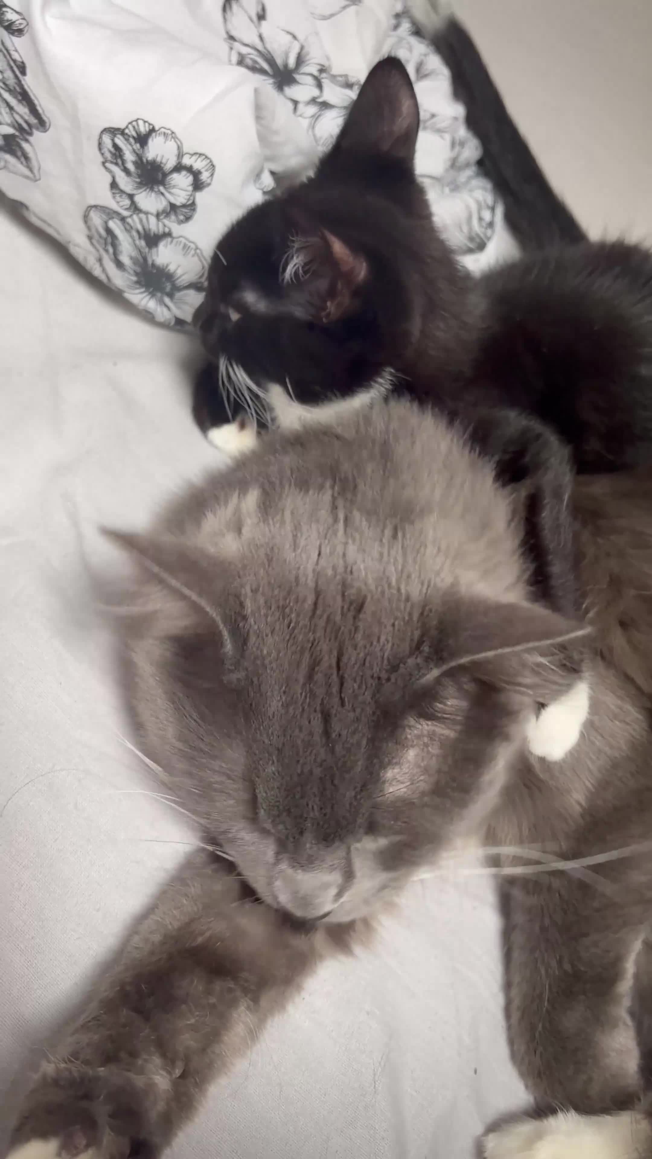 Mixed Breed cats for sale: Rambo  in Keighley - Video 1