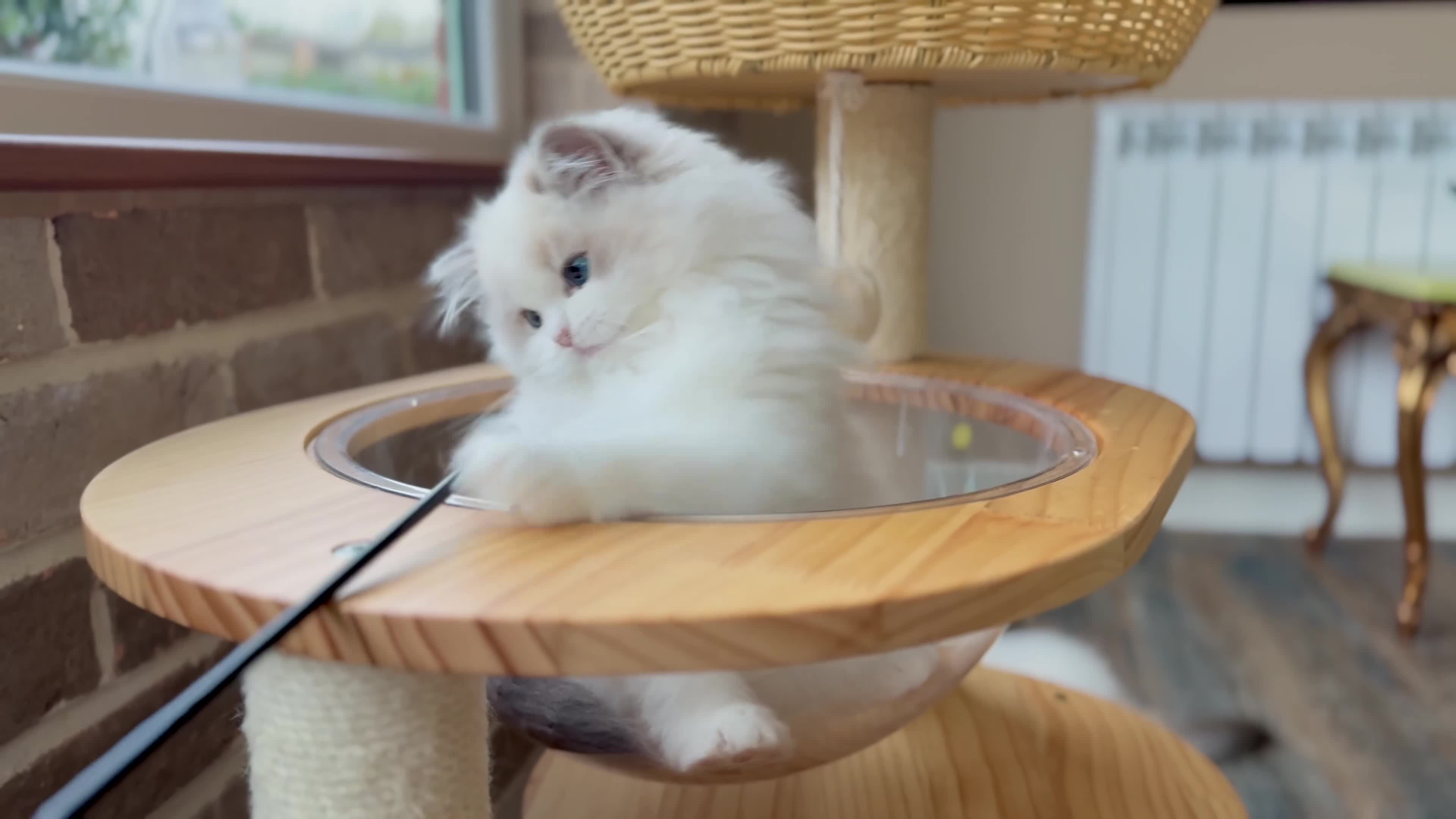 Ragdoll cats for sale: Blue lynx BIC girl  - Video 1