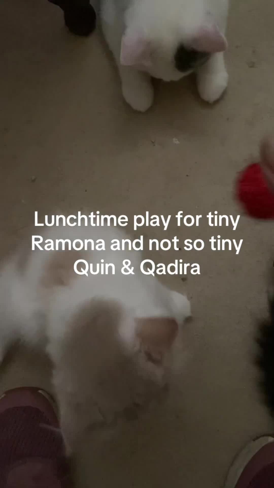 British Shorthair cats for sale: Last Remaining GCCF BSH Kitten – Ready Now! - Video 4