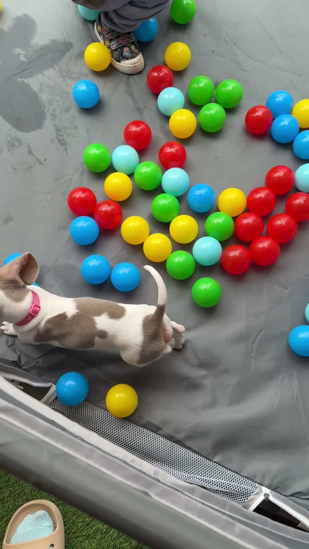 Dachshund dogs for sale: Dachshund piebald Puppy READY NOW  - Video 1