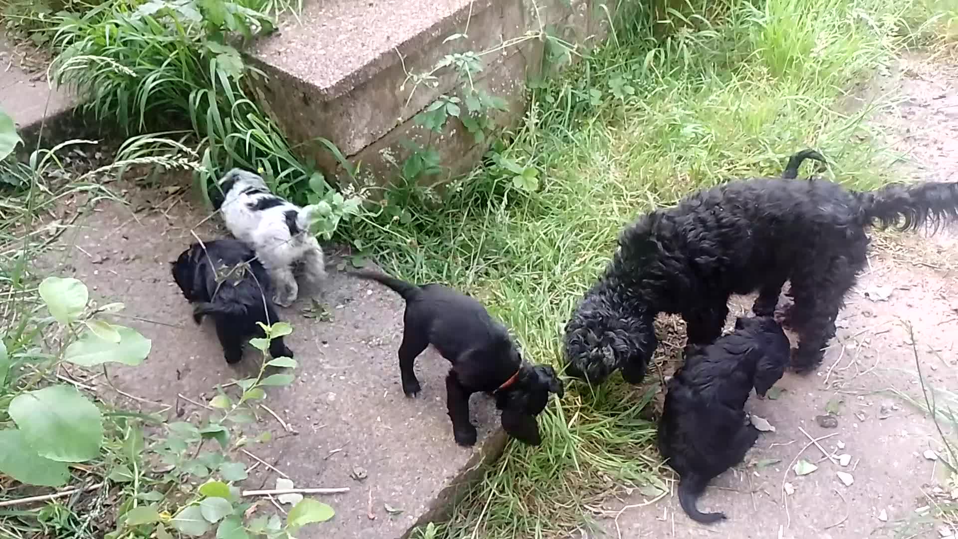 Cockapoo dogs for sale: Five Delightful Cock a poo  Puppies for Sale  - Video 1