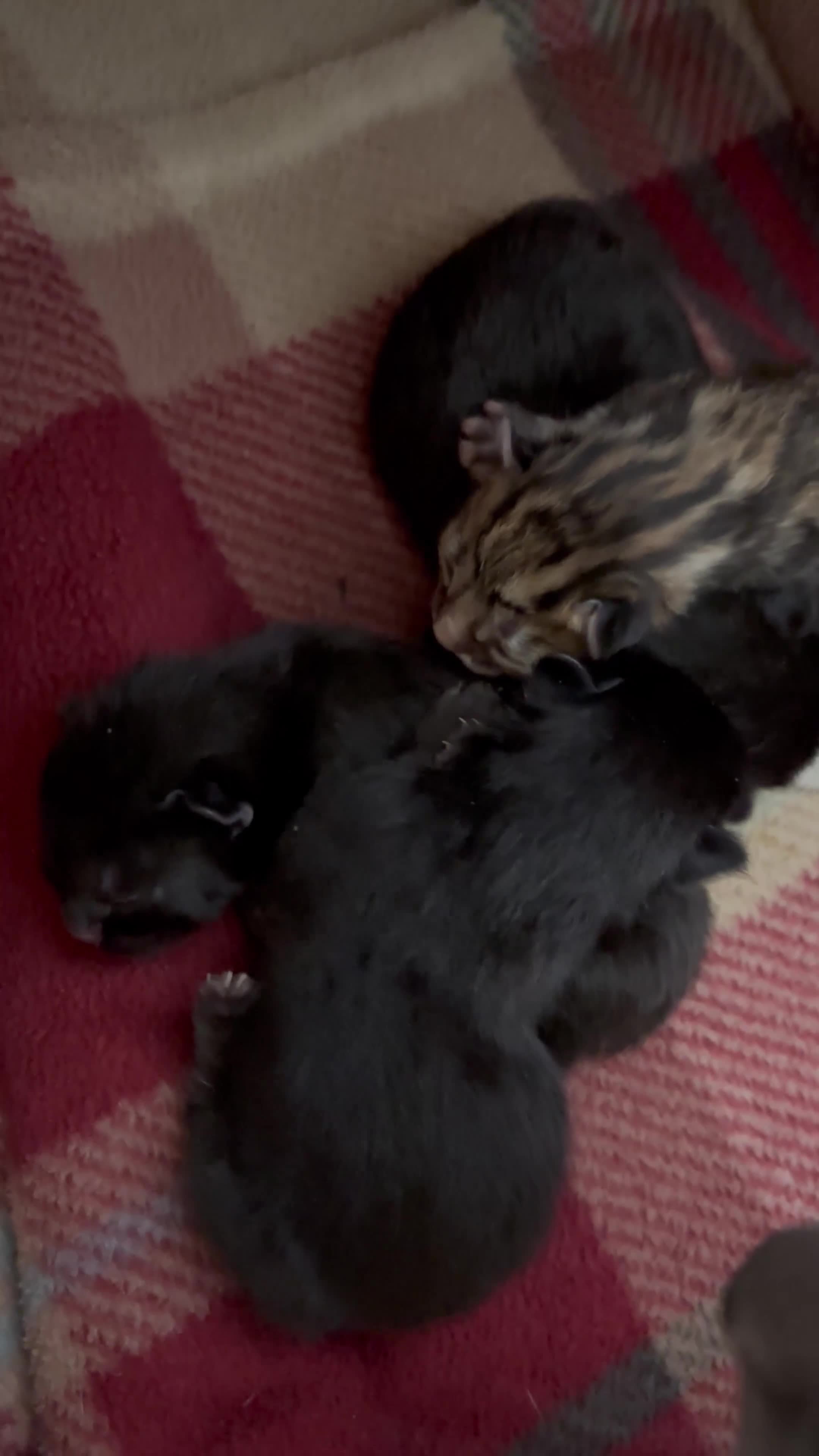 Brazilian Shorthair cats for sale: Beautiful Brazilian Shorthair Kittens - Video 2