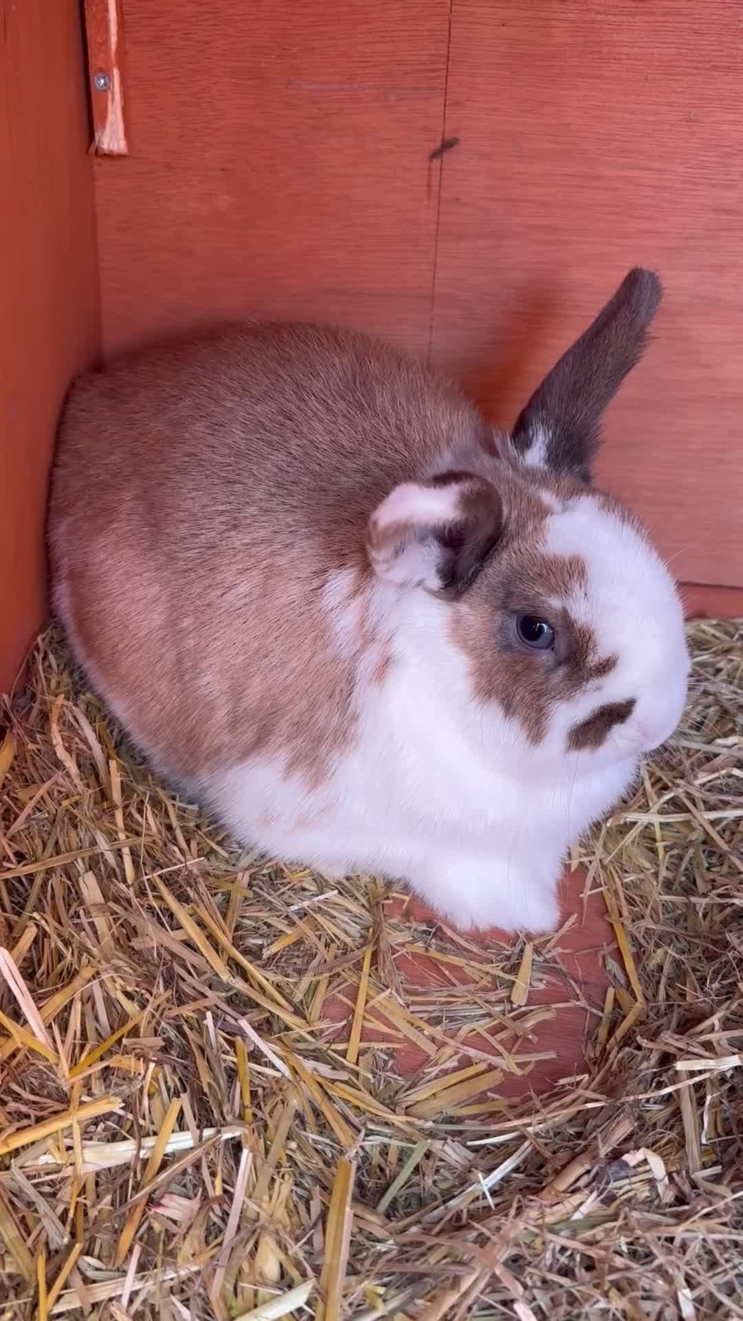 Mixed Breed rabbits for sale: Mini Lop X Netherland Dwarf - Video 1