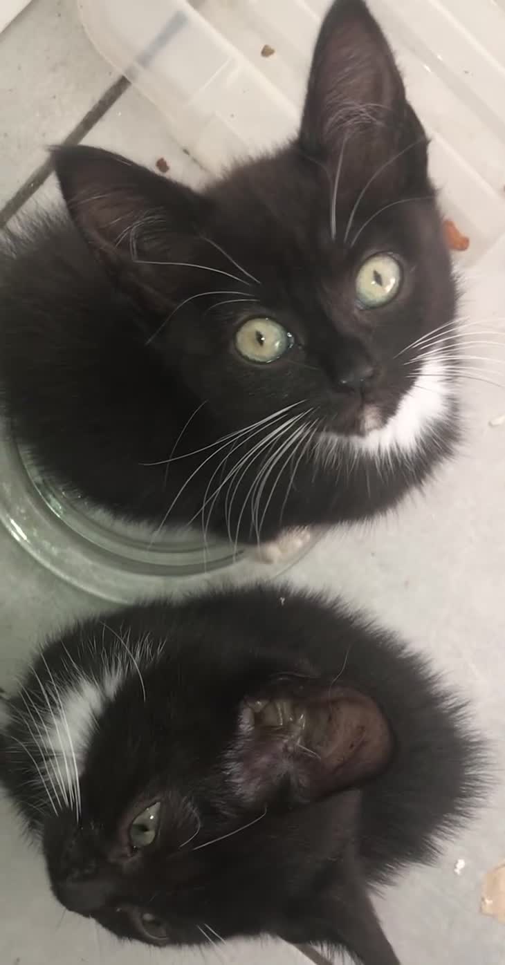 Mixed Breed cats for sale: 2 playful kittens looking for a loving home - Video 1