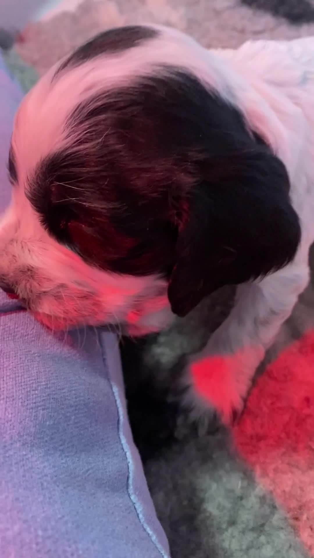 Cocker Spaniel dogs for sale: Pedigree Show Cockers in Selby - Video 1