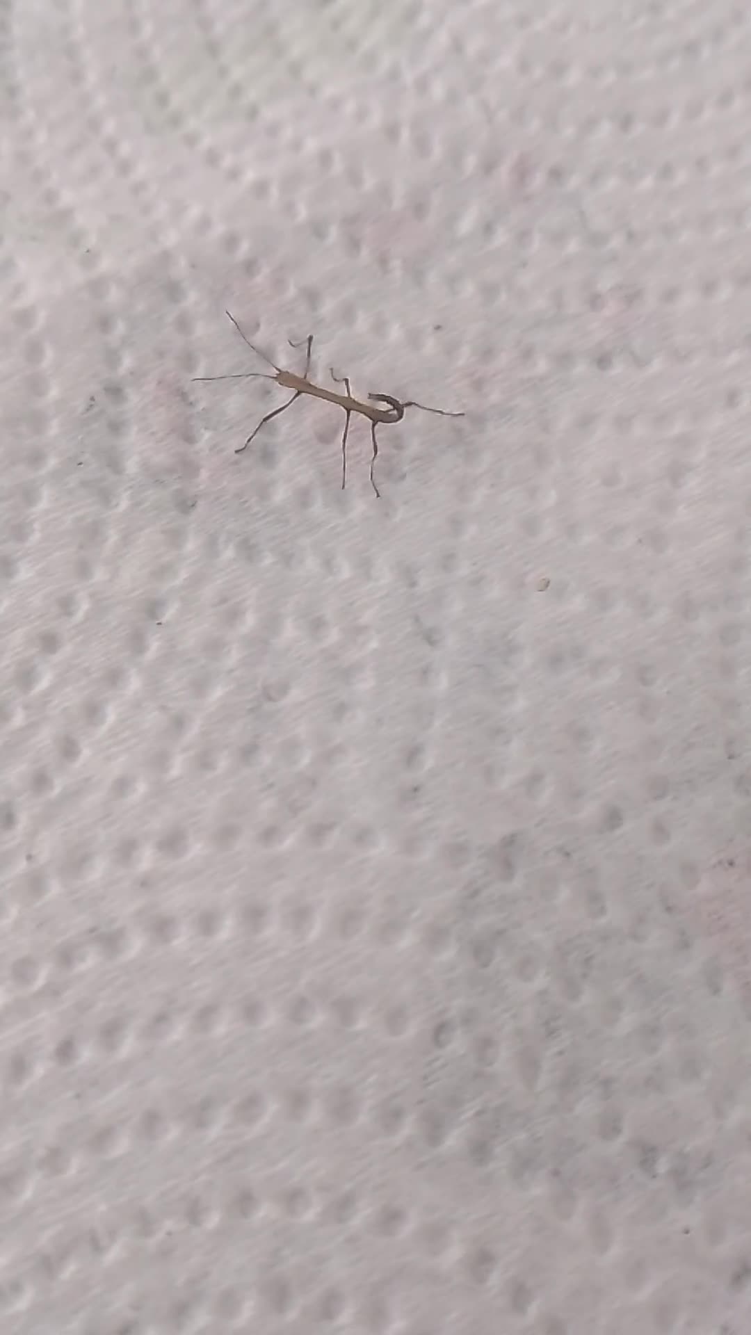 Stick Insects invertebrates for sale: Baby Indian Stick Insects Nymphs 7 for £5 in Chelmsford - Video 1