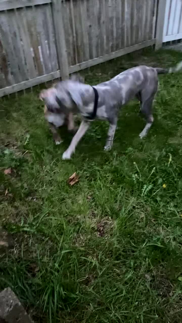 Cane Corso dogs for sale: Merle male cane corsa  - Video 4