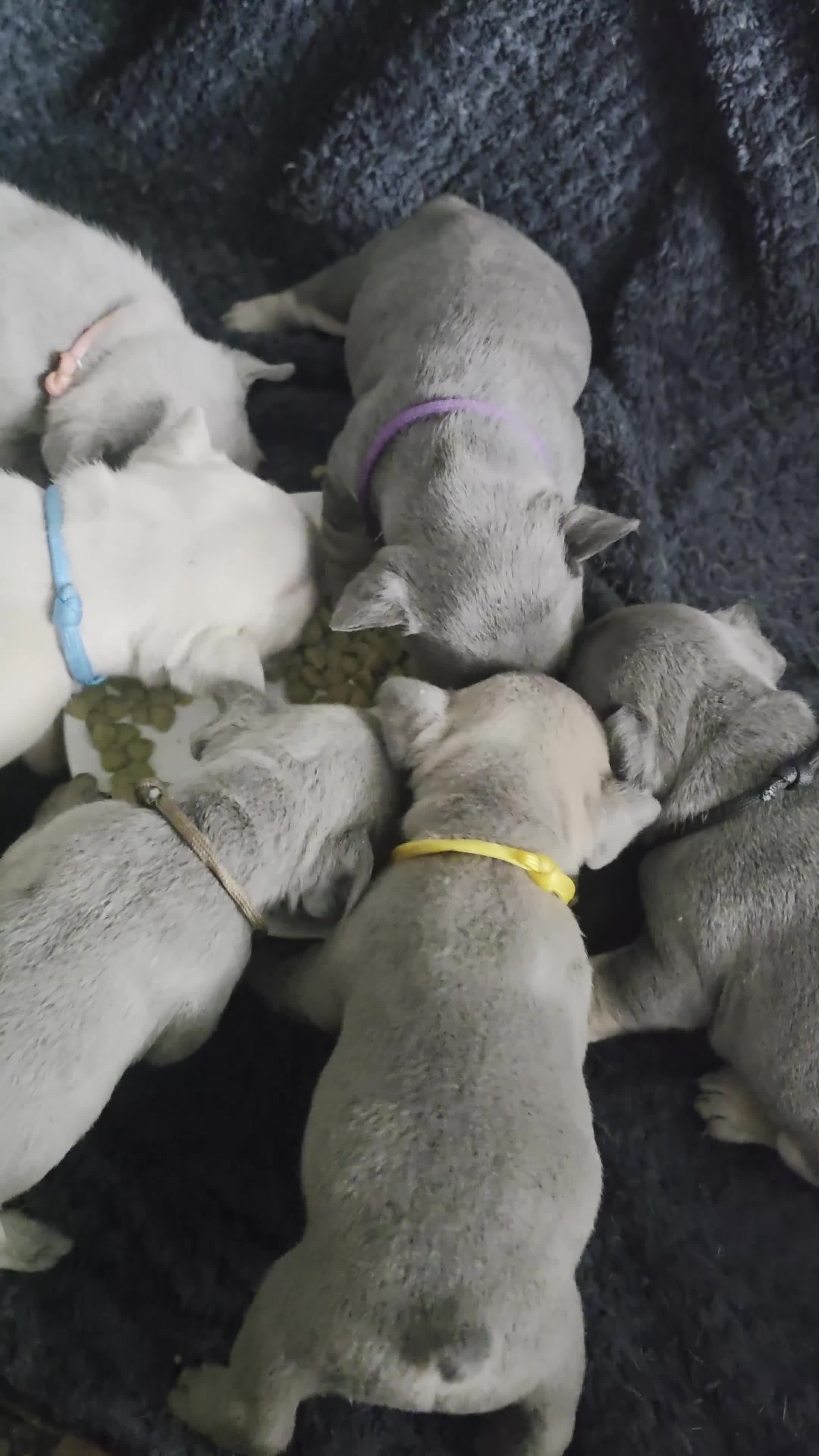 French Bulldog dogs for sale: French bulldog puppies  - Video 1