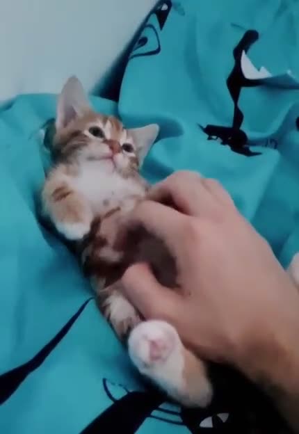 Mixed Breed cats for sale: Lovely Kittens in London - Video 2