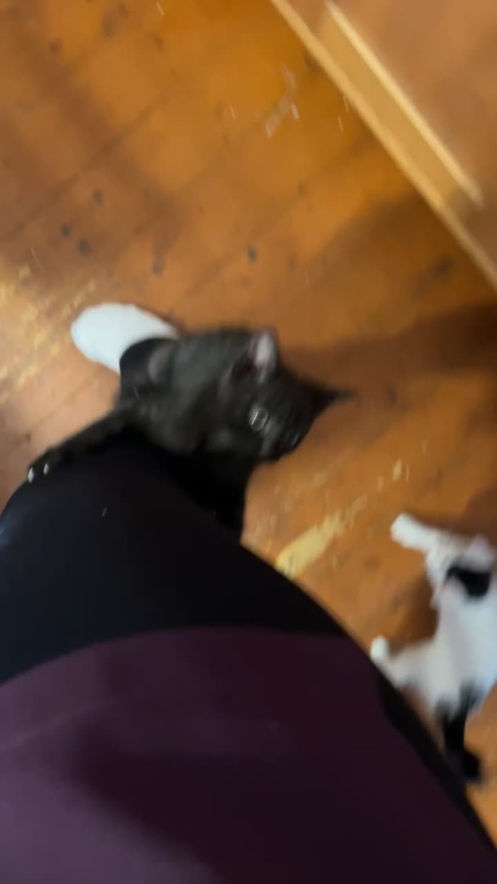 British Shorthair cats for sale: 2 black kittens  - Video 1