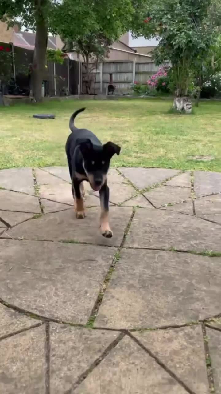 Australian Kelpie dogs for sale: Beautiful Australian Kelpie in Dagenham - Video 3