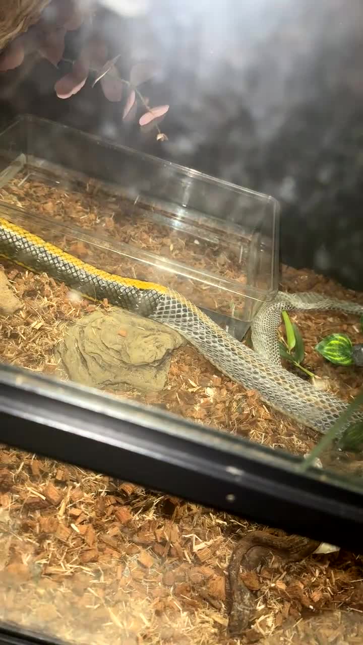 Rat Snake reptiles for sale: Taiwanese beauty rat snake in Oldham - Video 1