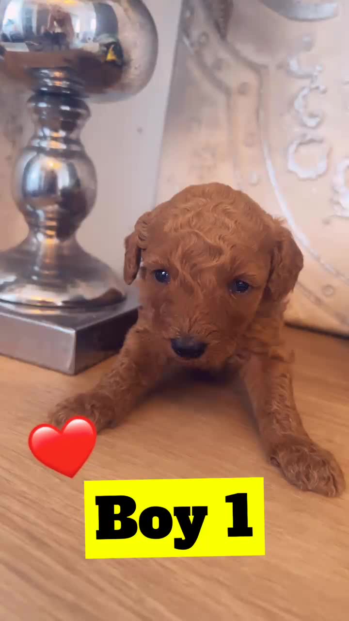 Miniature Poodle dogs for sale: KCREG miniature poodle puppies  - Video 1