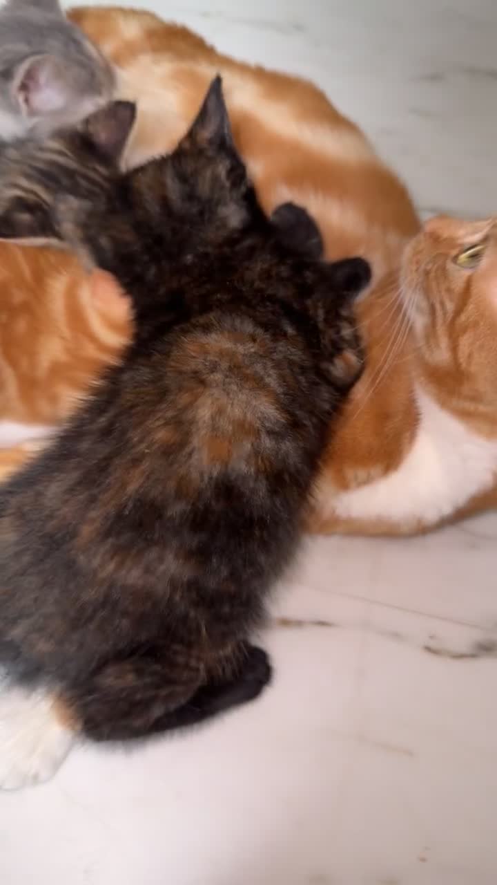 Domestic Shorthair cats for sale: tortoiseshell Kitten  - Video 2