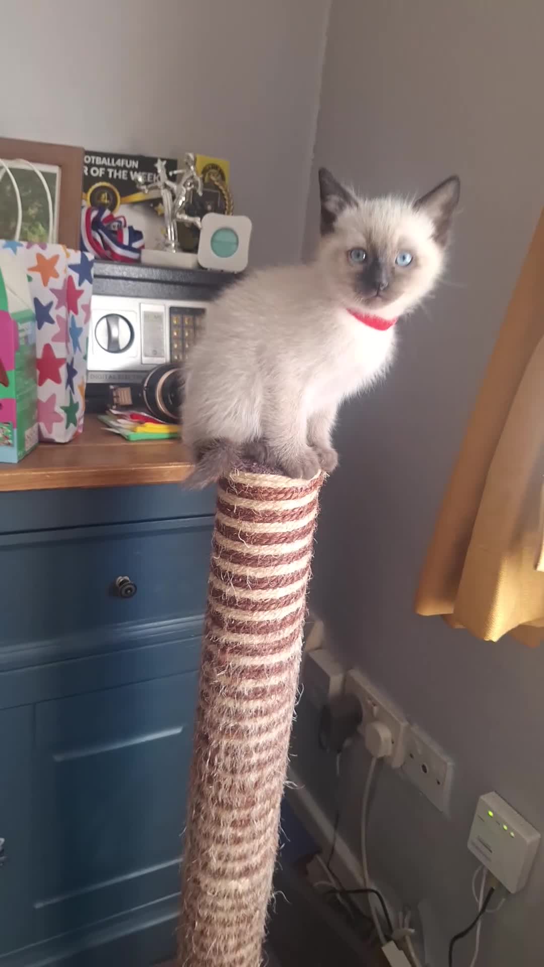 Ragamese cats for sale: Ragamese kittens 1 male Left.  - Video 3