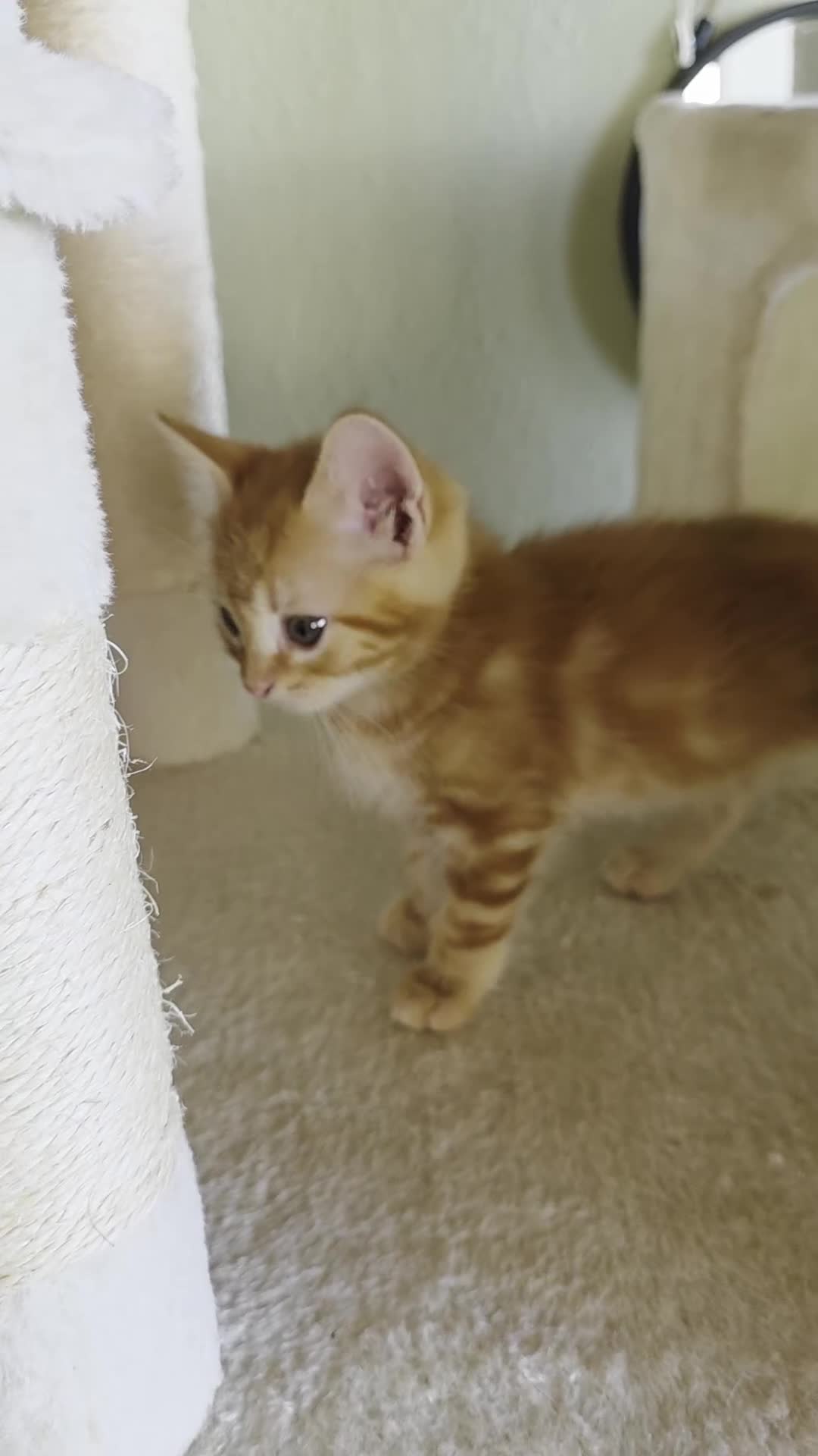 Domestic Shorthair cats for sale: Four sweet little flufflets - Video 2