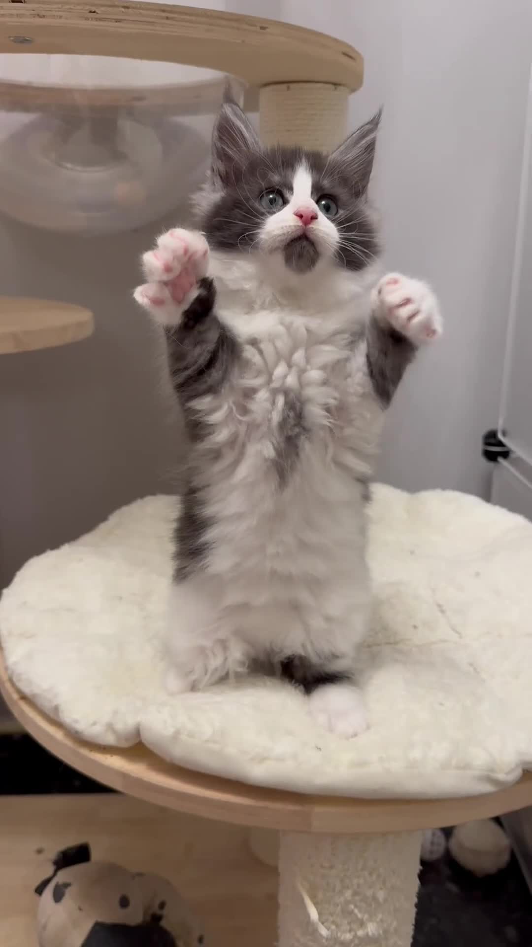 Maine Coon cats for sale: 🌟🌟Beautiful  Maine Coon kittens 🌟🌟🌟 - Video 3