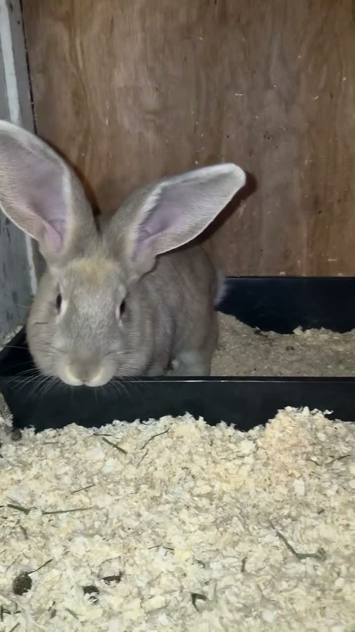 Continental Giant rabbits for sale: Stunning Giant Continental Bunnies - Video 1