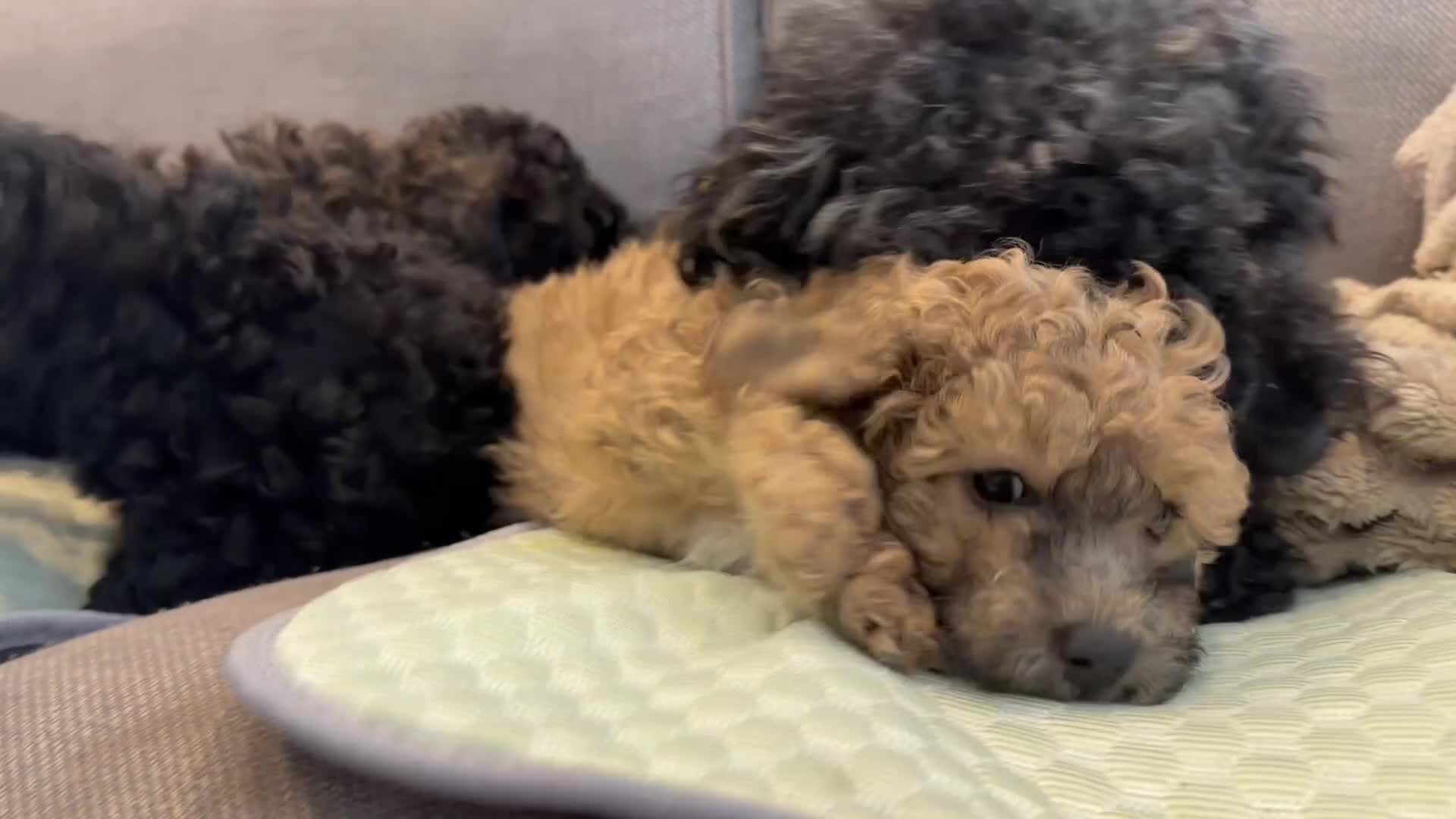 Poochon dogs for sale: Beautiful Poochon Puppies available  - Video 1