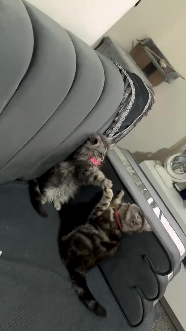 British Longhair cats for sale: 2 girls kittens for sale  - Video 1