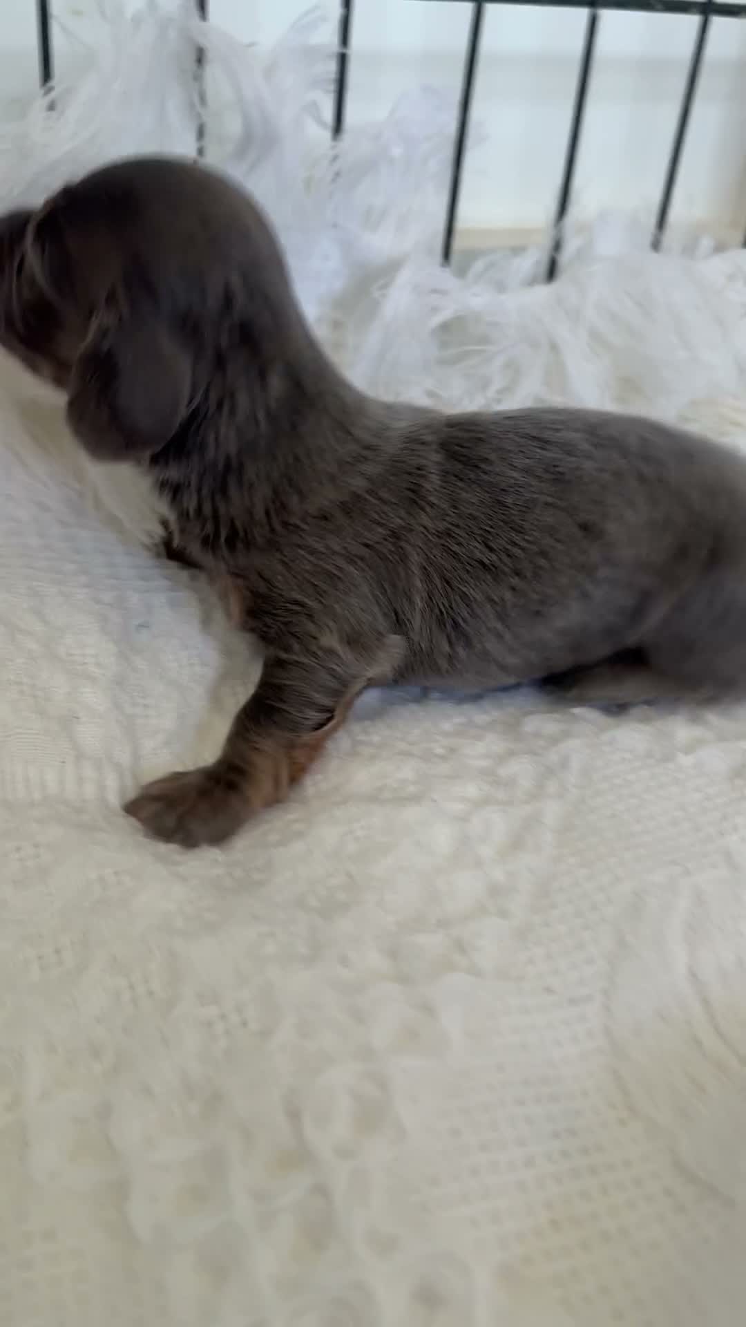 Miniature Dachshund dogs for sale: Long haired miniature dachshund  - Video 1