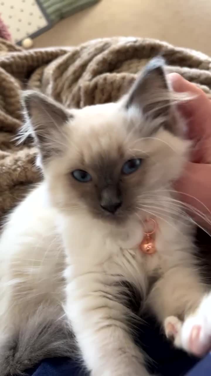 Ragdoll cats for sale: Loving Seal Point Ragdoll Looking For a New Home - Video 2