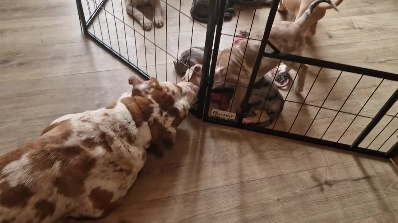Mastiff dogs for sale: Mastiff Puppies {Merle} - Video 1