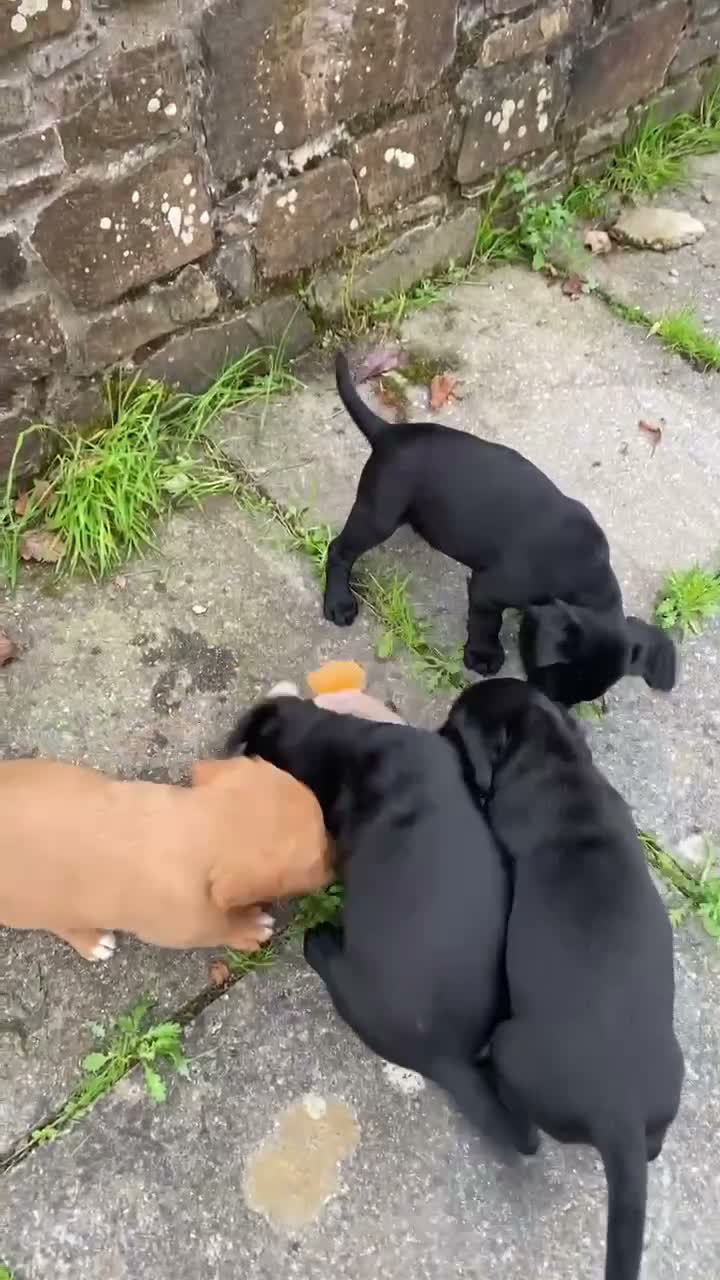 Cockerdor dogs for sale: Cockador Puppies  - Video 3