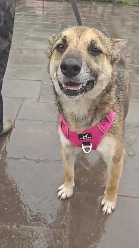 Mixed Breed dogs for adoption: ❤️🐶 ZLATA – GENTLE, THOUGHTFUL in Burton-on-Trent - Video 1
