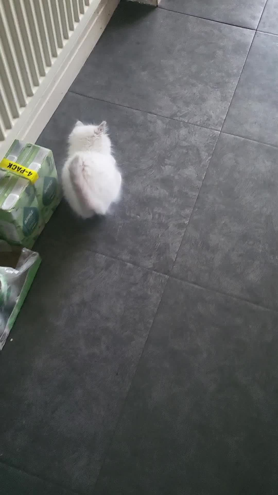 Ragdoll cats for sale: Adorable playful kittens for sale - Video 3