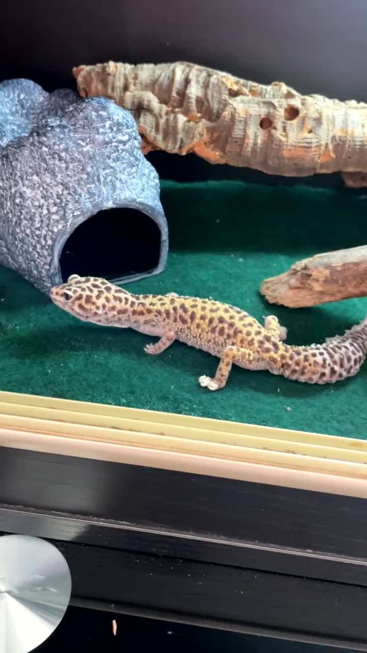Gecko reptiles for sale: Leopard gecko name Georgia  - Video 2