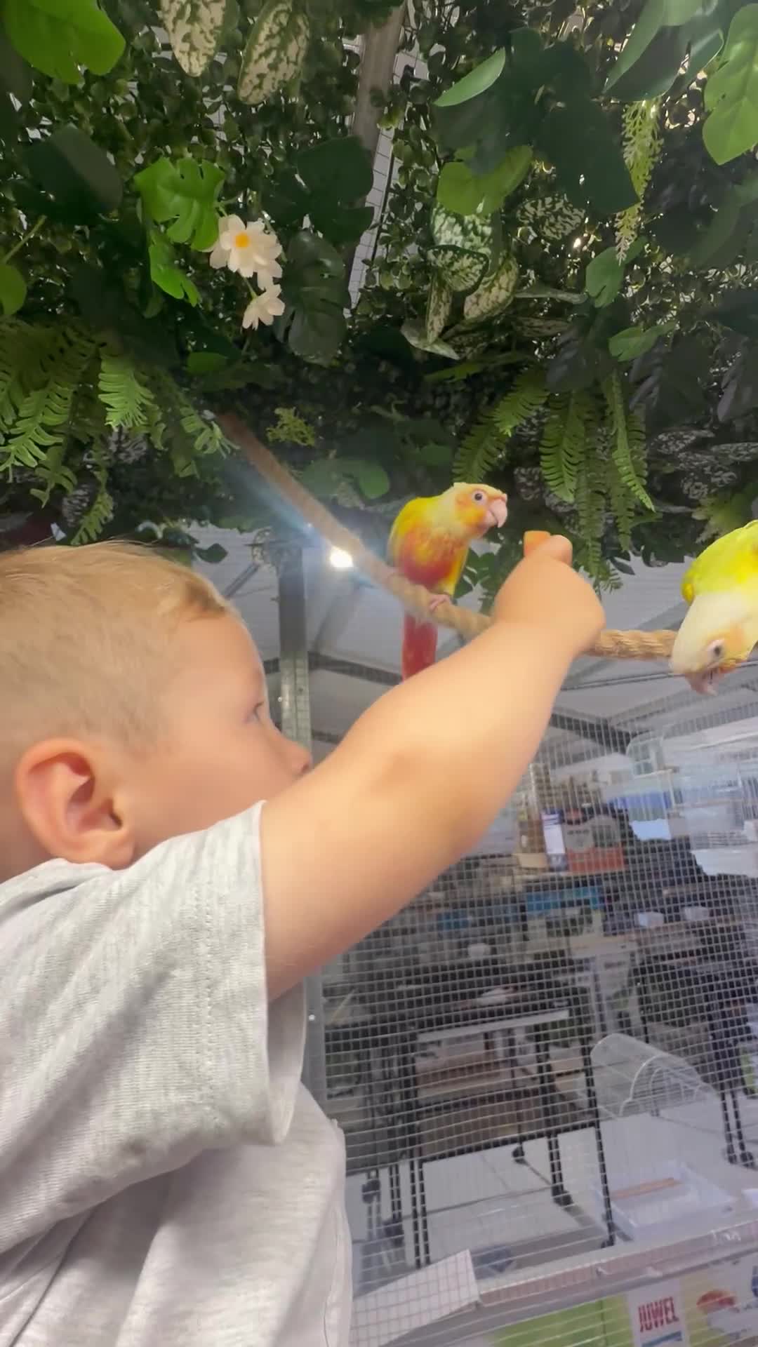 Conures birds for sale: Hand reared green cheek conures  - Video 2