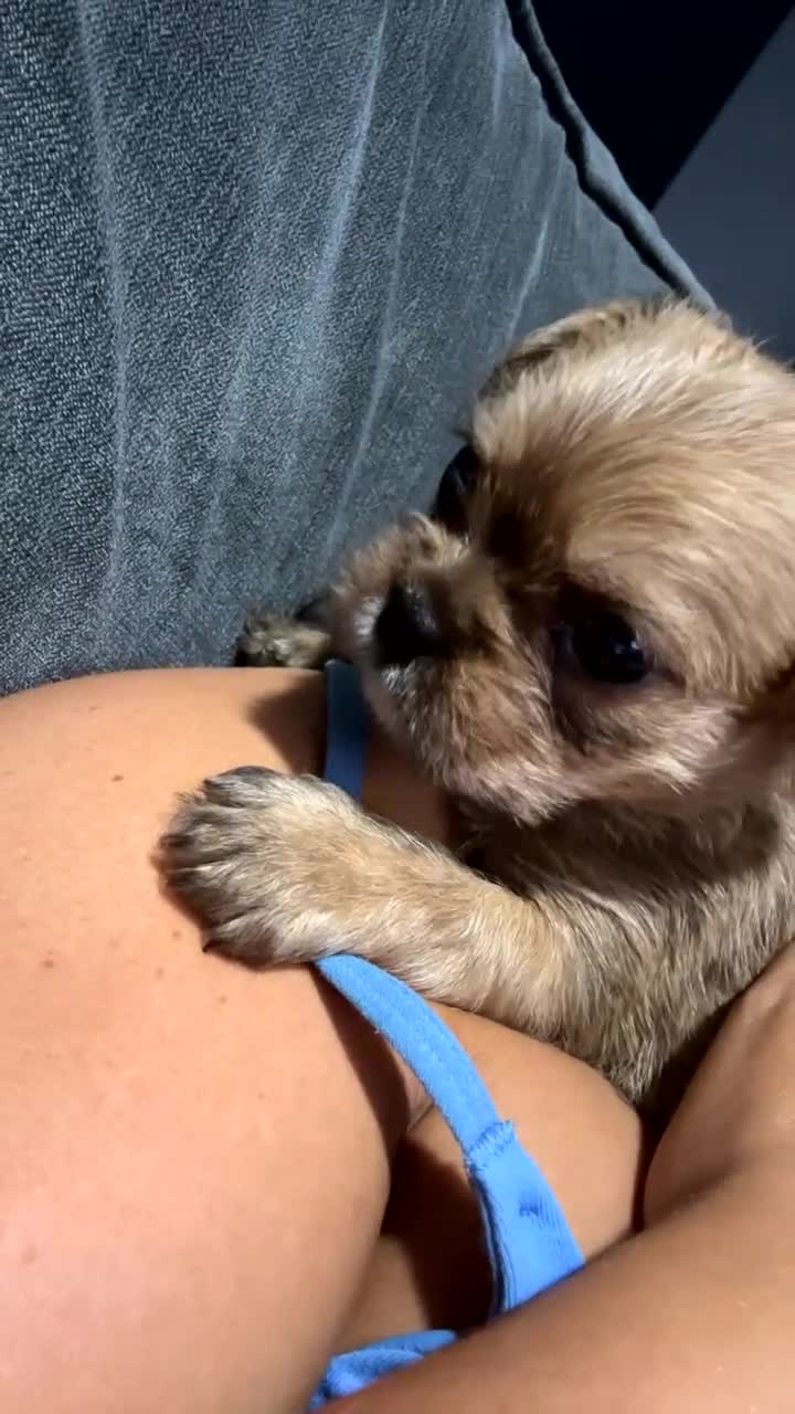 Mixed Breed dogs for sale: French bulldog x Shih Tzu puppies  in Nottingham - Video 2