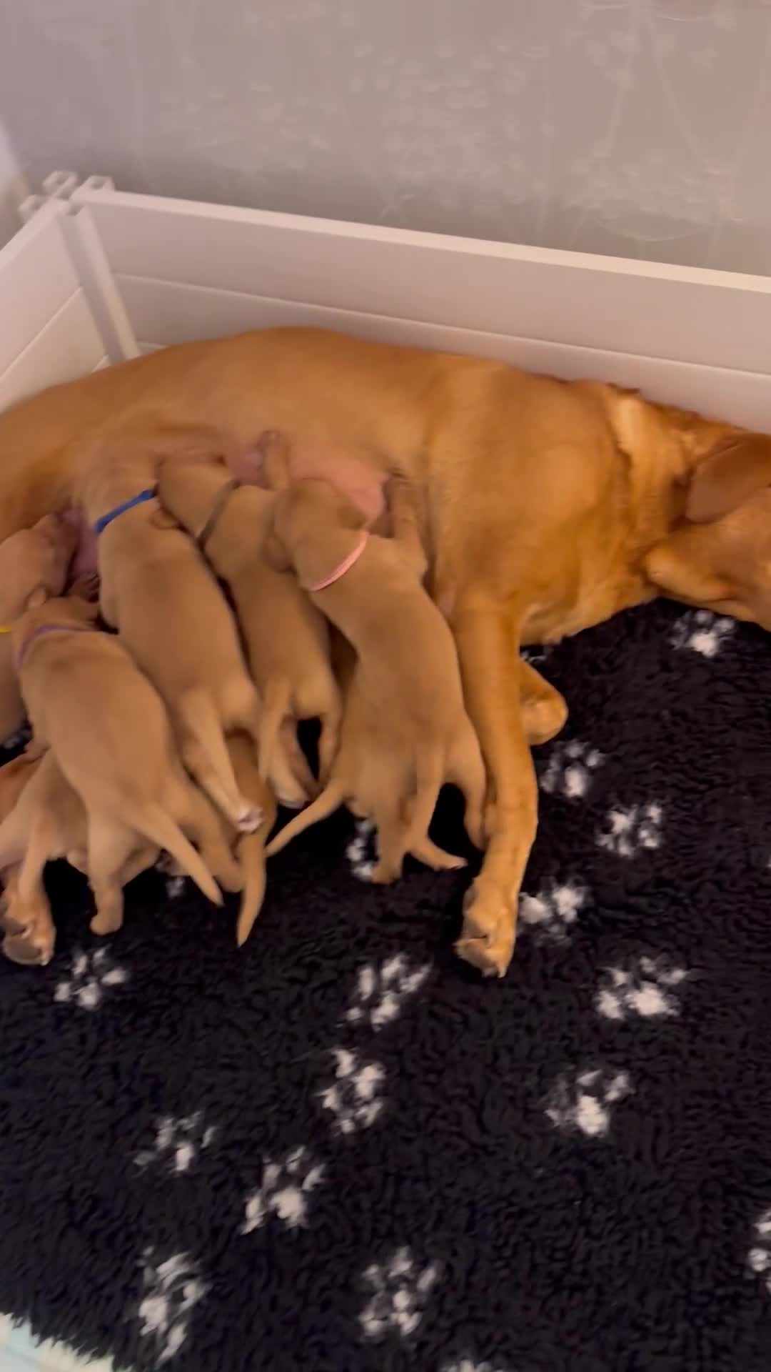 Labrador Retriever dogs for sale: FOX RED LABRADOR PUPPIES  - Video 1