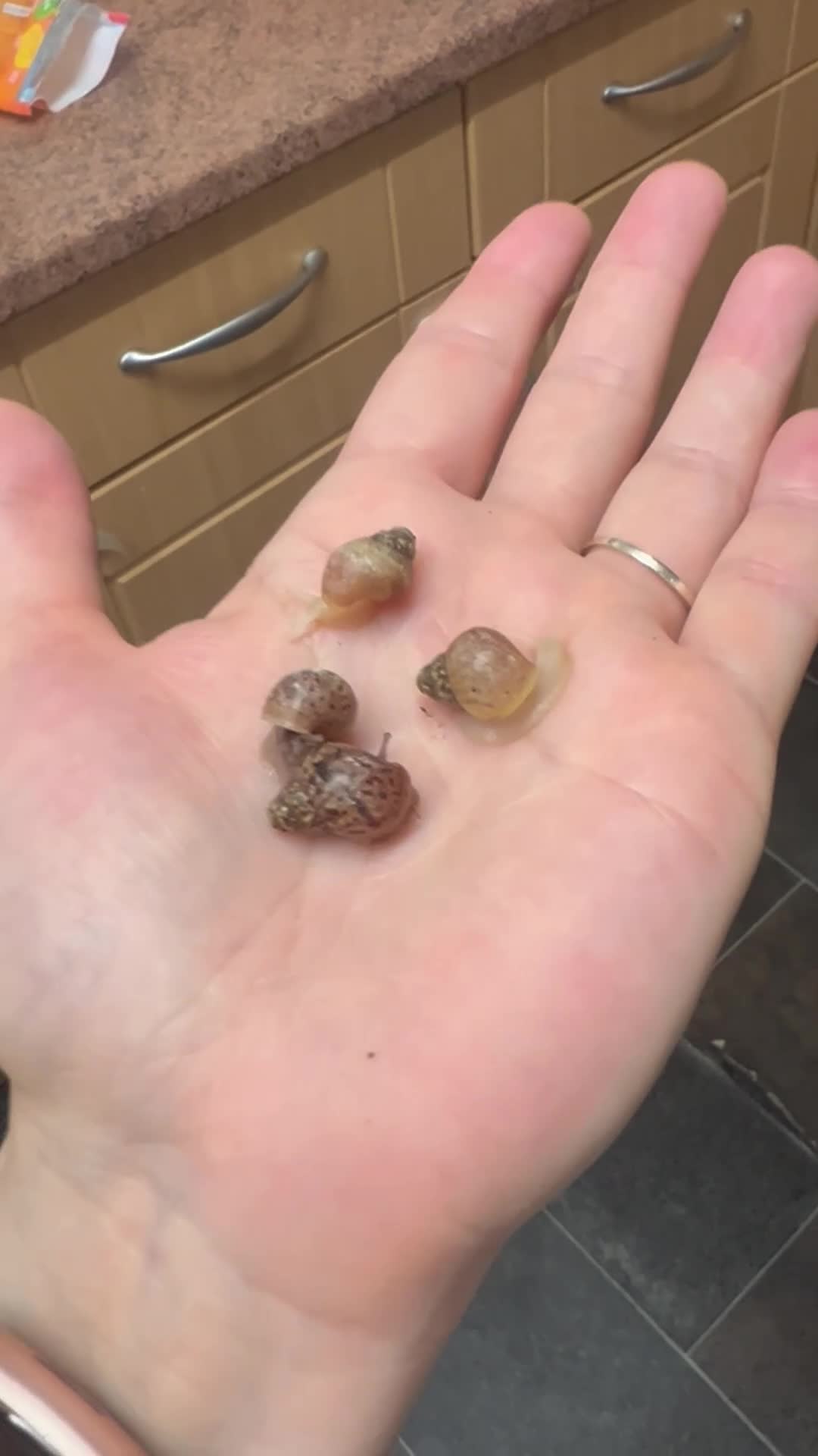 Snails invertebrates for sale: Giant African Land Snails  - Video 1