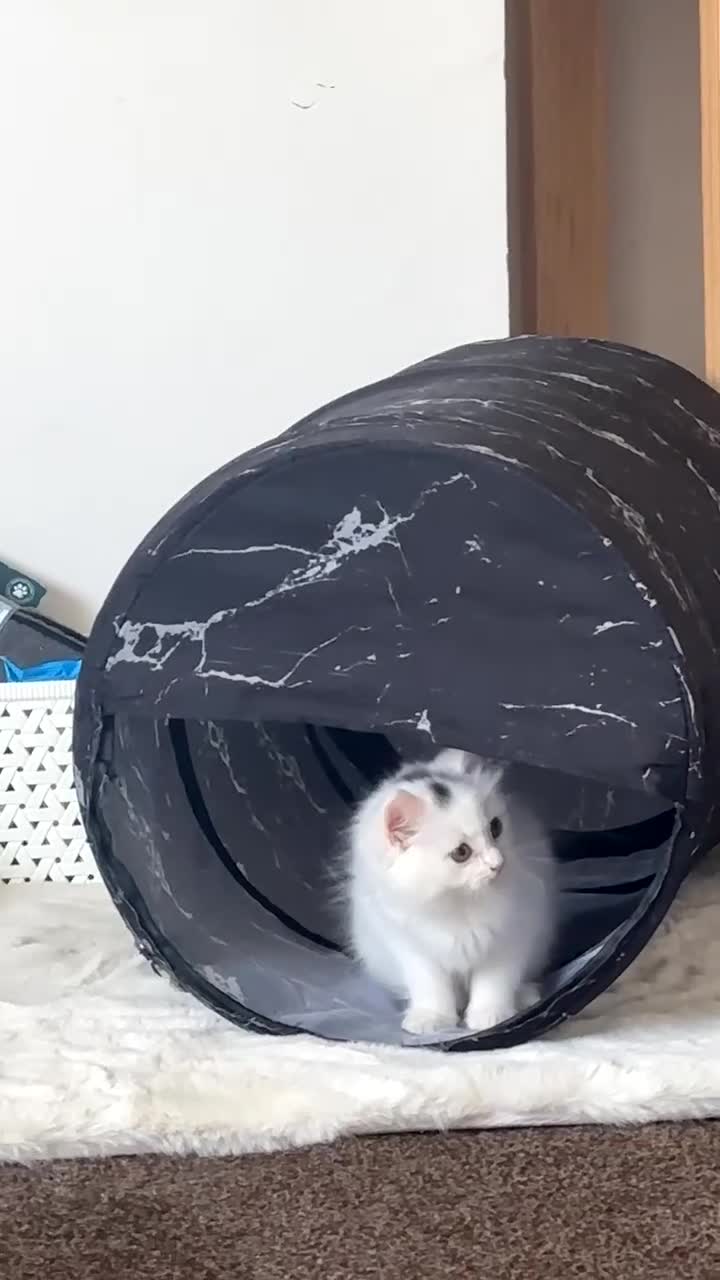 British Longhair cats for sale: Last Female Kitten available  - Video 5