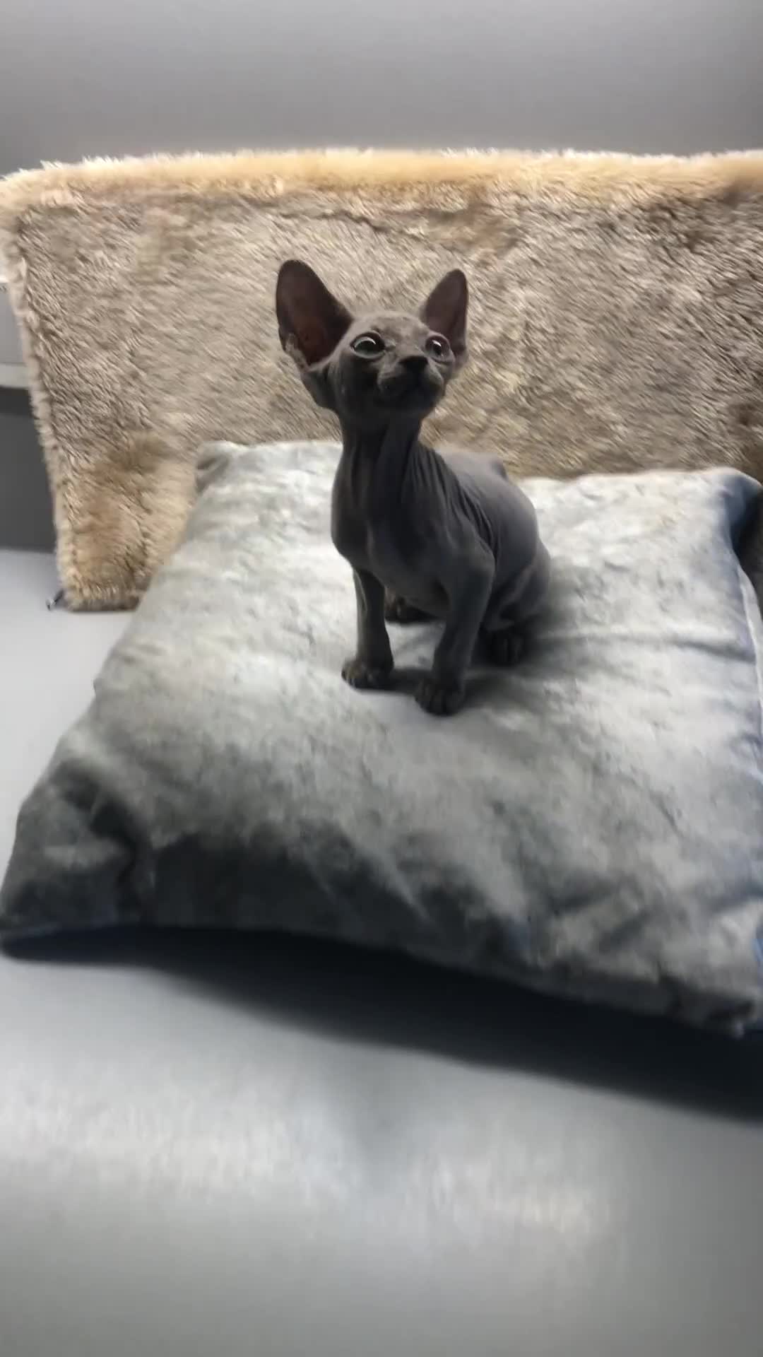 Sphynx cats for sale: I have a kitten of 4 Sphynx cat  - Video 1