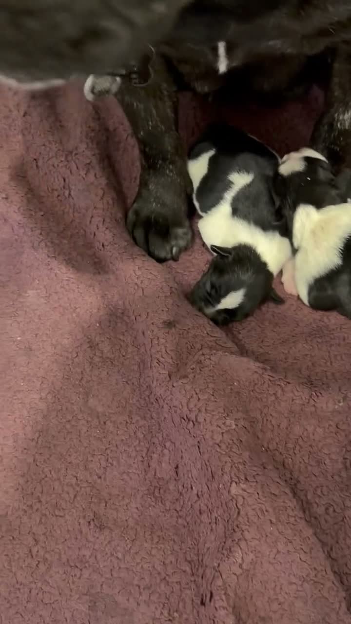 Mixed Breed dogs for sale: French bull dog litter  - Video 2