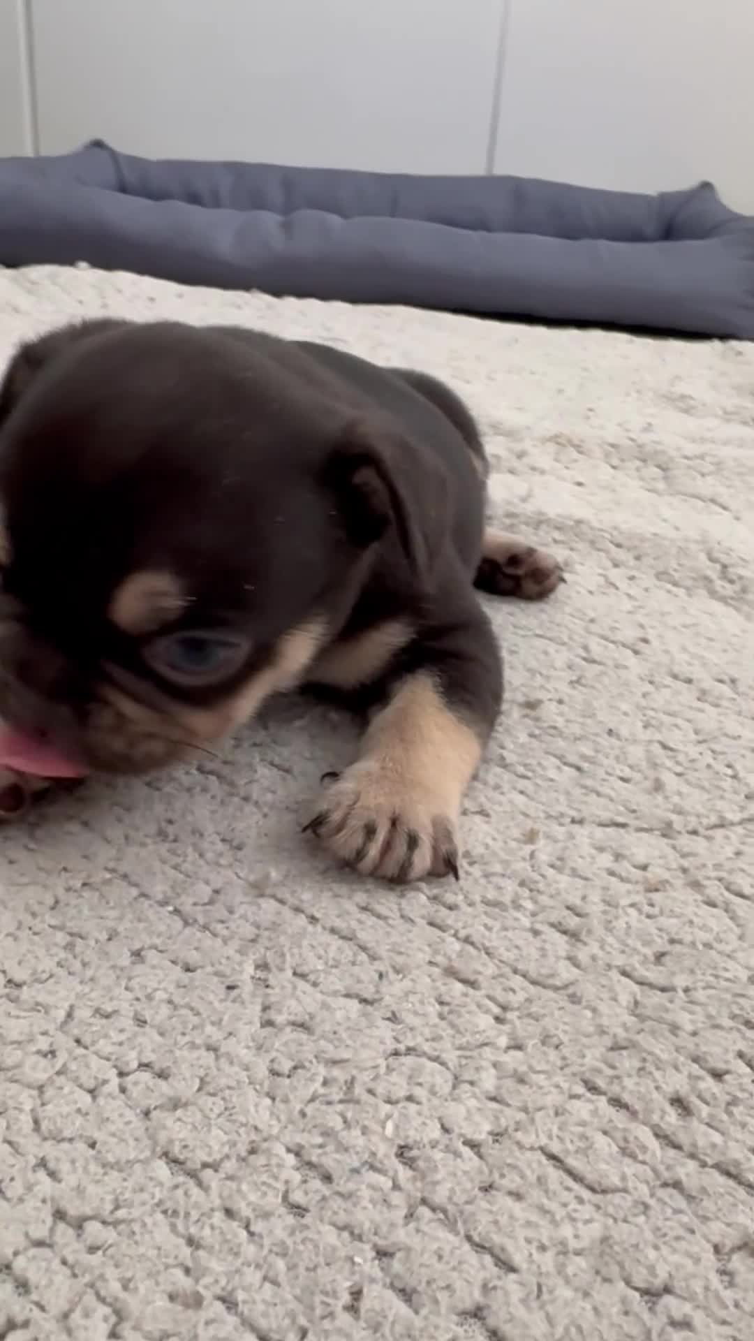 French Bulldog dogs for sale: Outstanding French Bulldog puppies  - Video 1