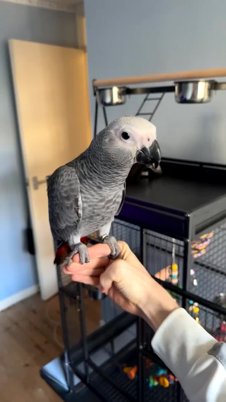 Parrots birds for sale: 6 month old African grey parrot  - Video 4