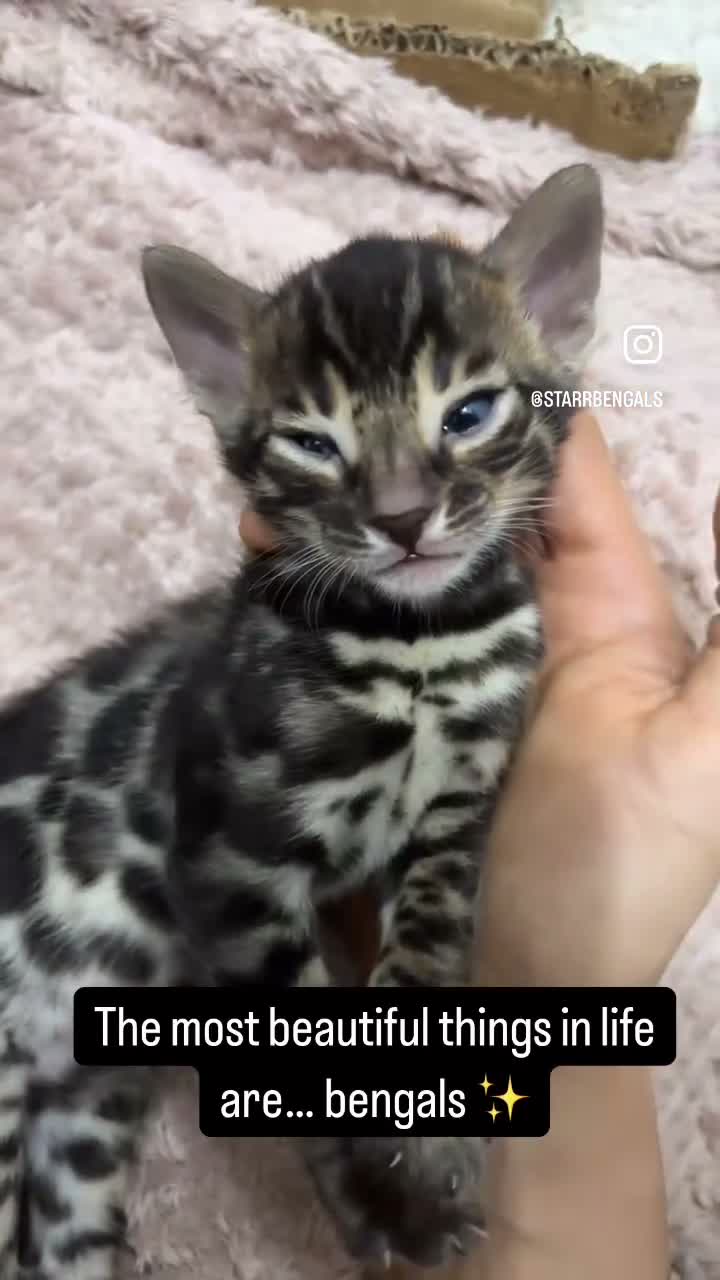 Bengal cats for sale: 🌟Pedigree bengal kittens 🌟 - Video 2
