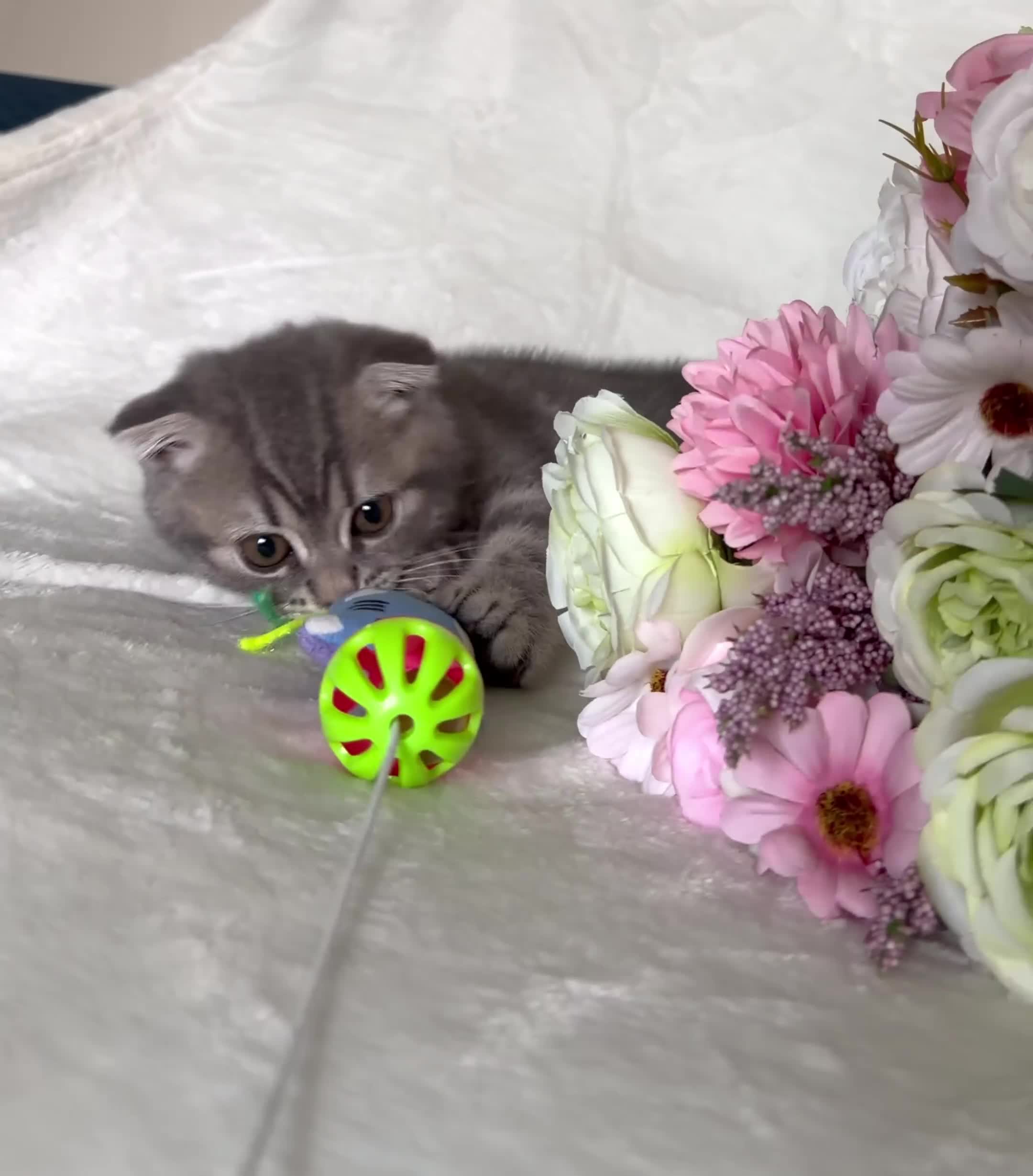 Mixed Breed cats for sale: 🐱 Adorable Kittens🐱 - Video 1