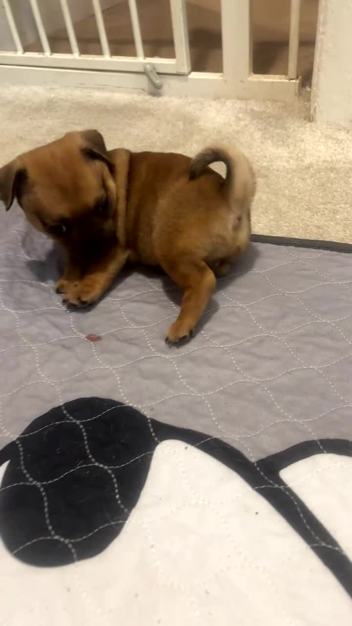 Mixed Breed dogs for sale: 2 Beautiful girls  - Video 1