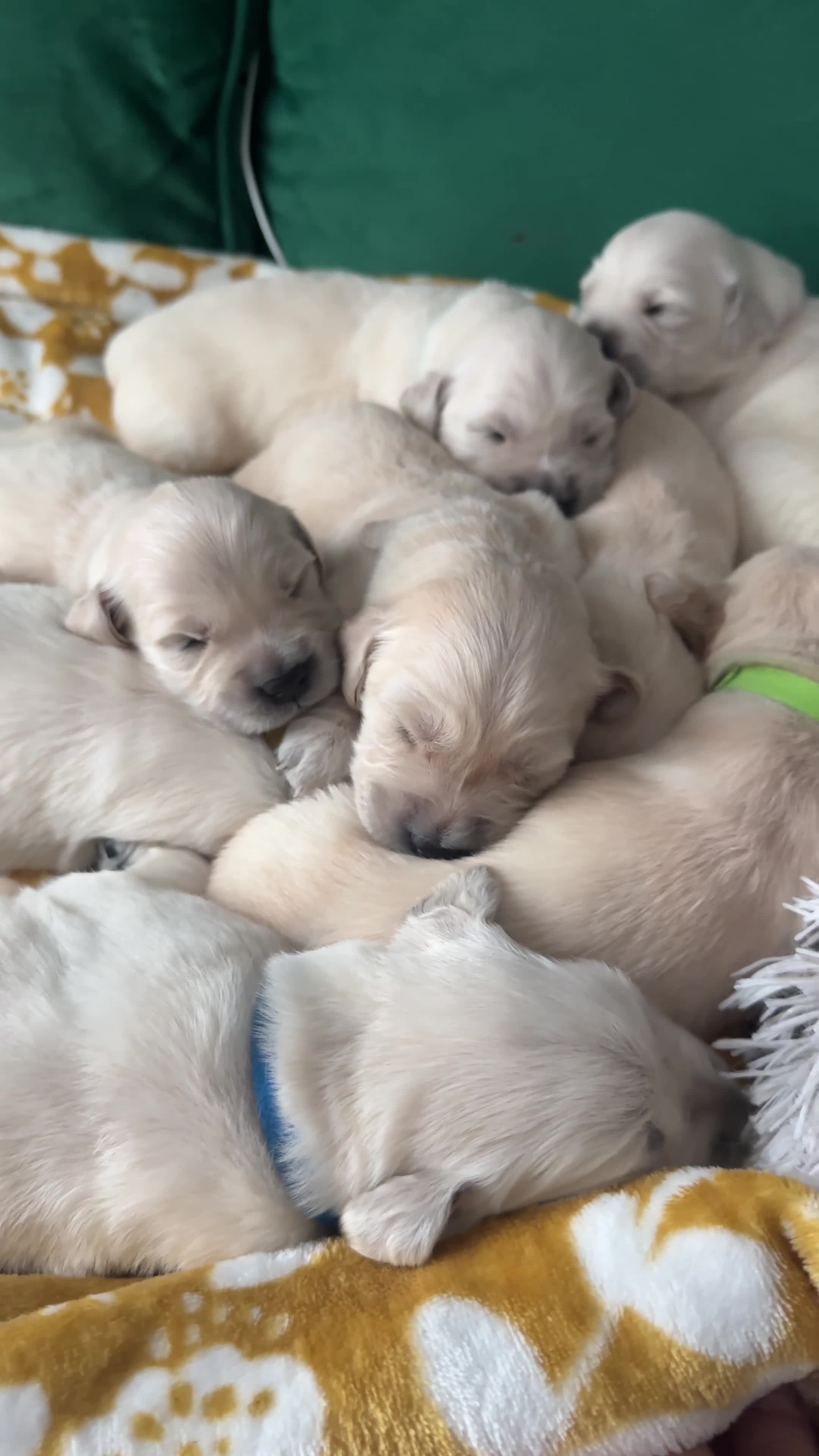Golden Retriever dogs for sale: Champion line-KC Reg. Golden Retriever Puppies💖💙 - Video 2