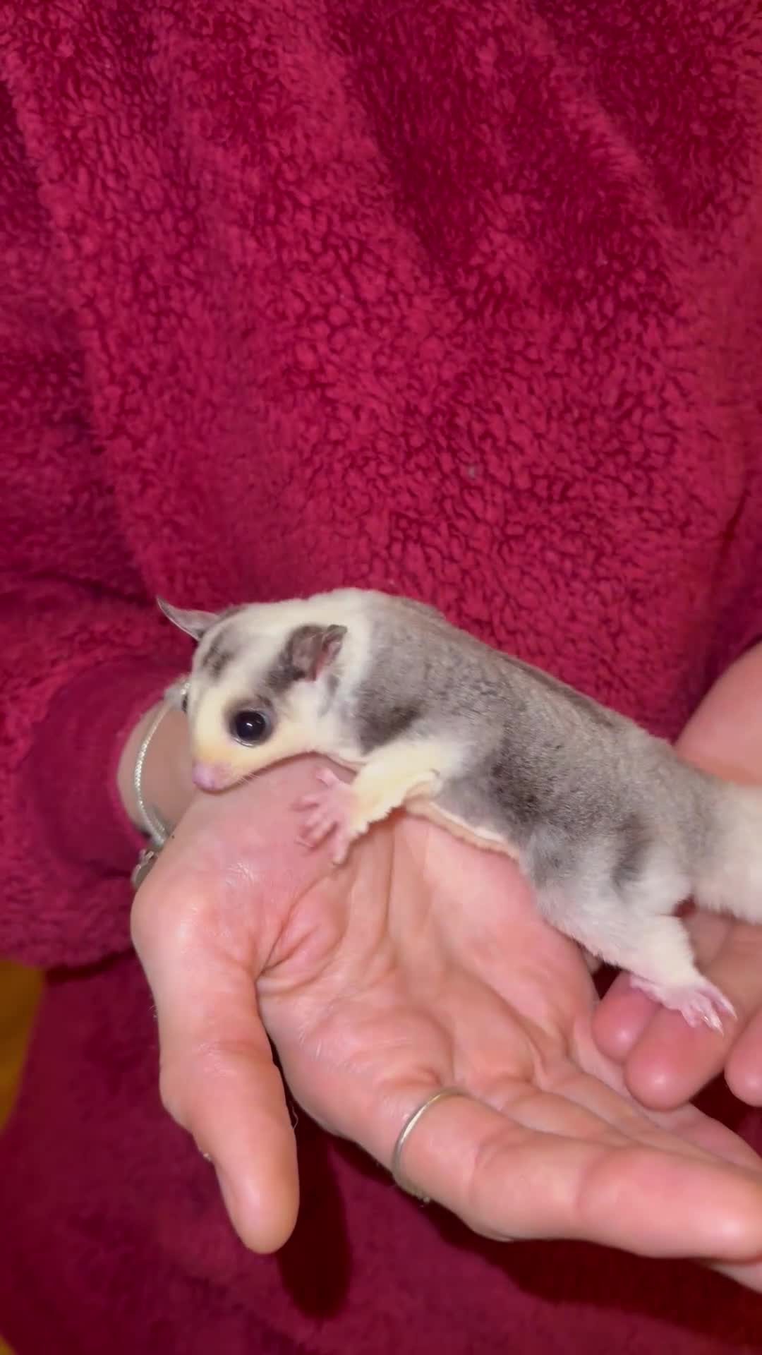 Sugar Glider rodents for sale: Tame sugar glider baby - Video 1