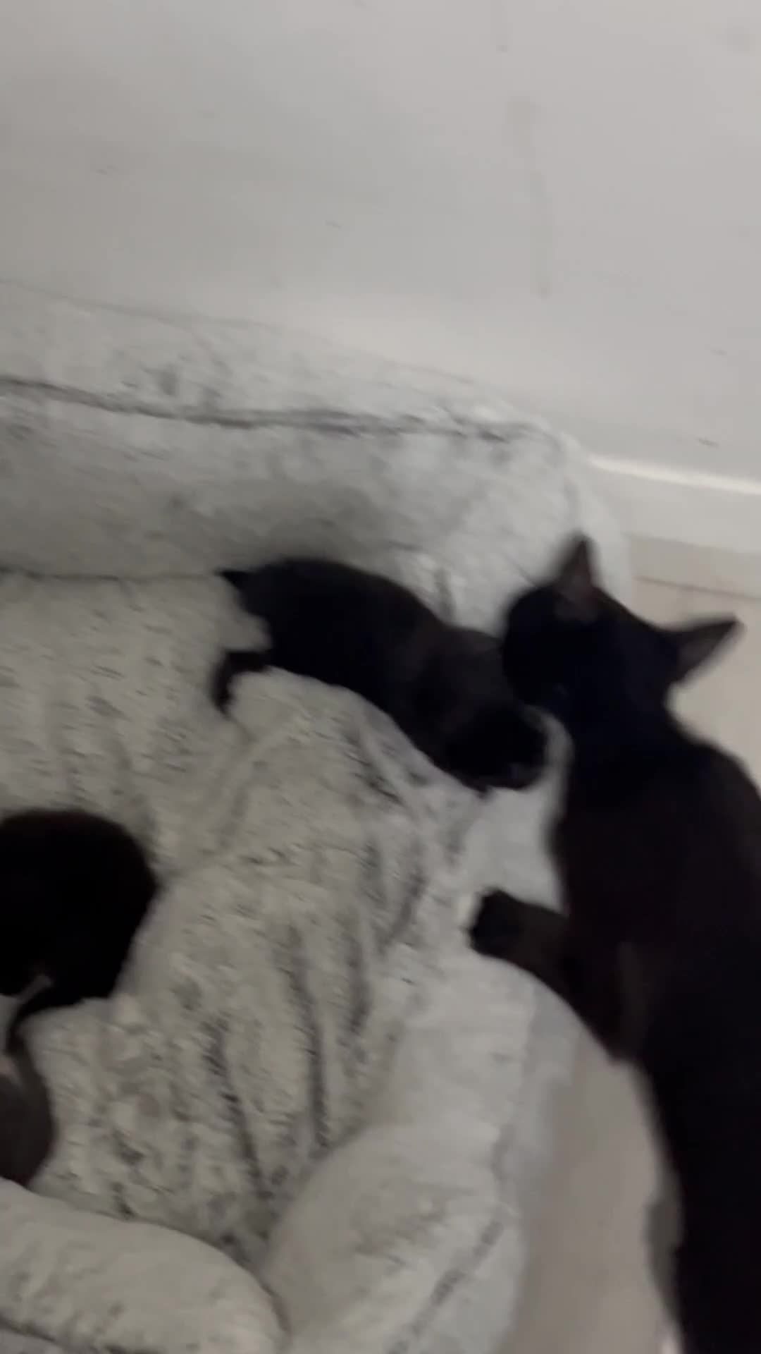Mixed Breed cats for sale: 🐾 Two Adorable Kittens – Buy One, Get One Free!  - Video 1