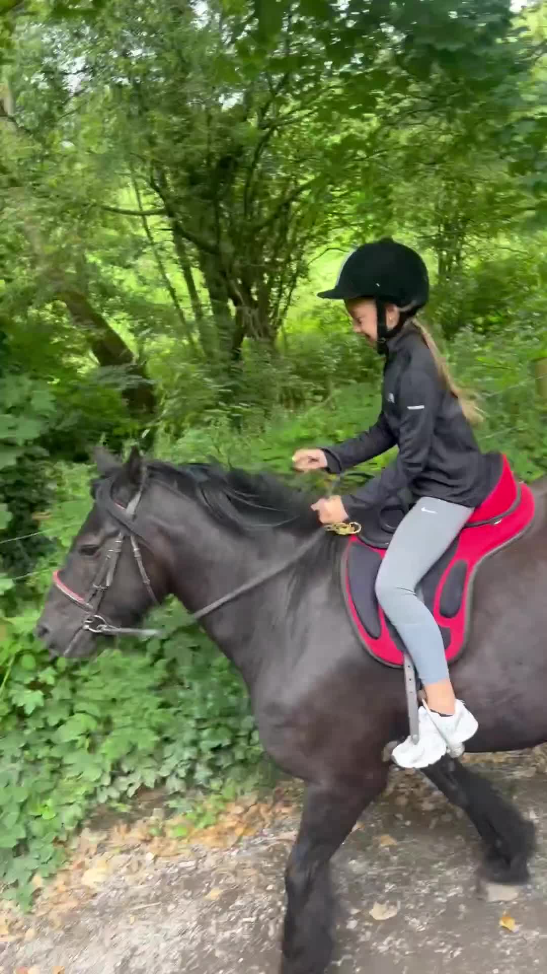 Fell horses for sale: Cob x Fell mare 10yrs old  - Video 3