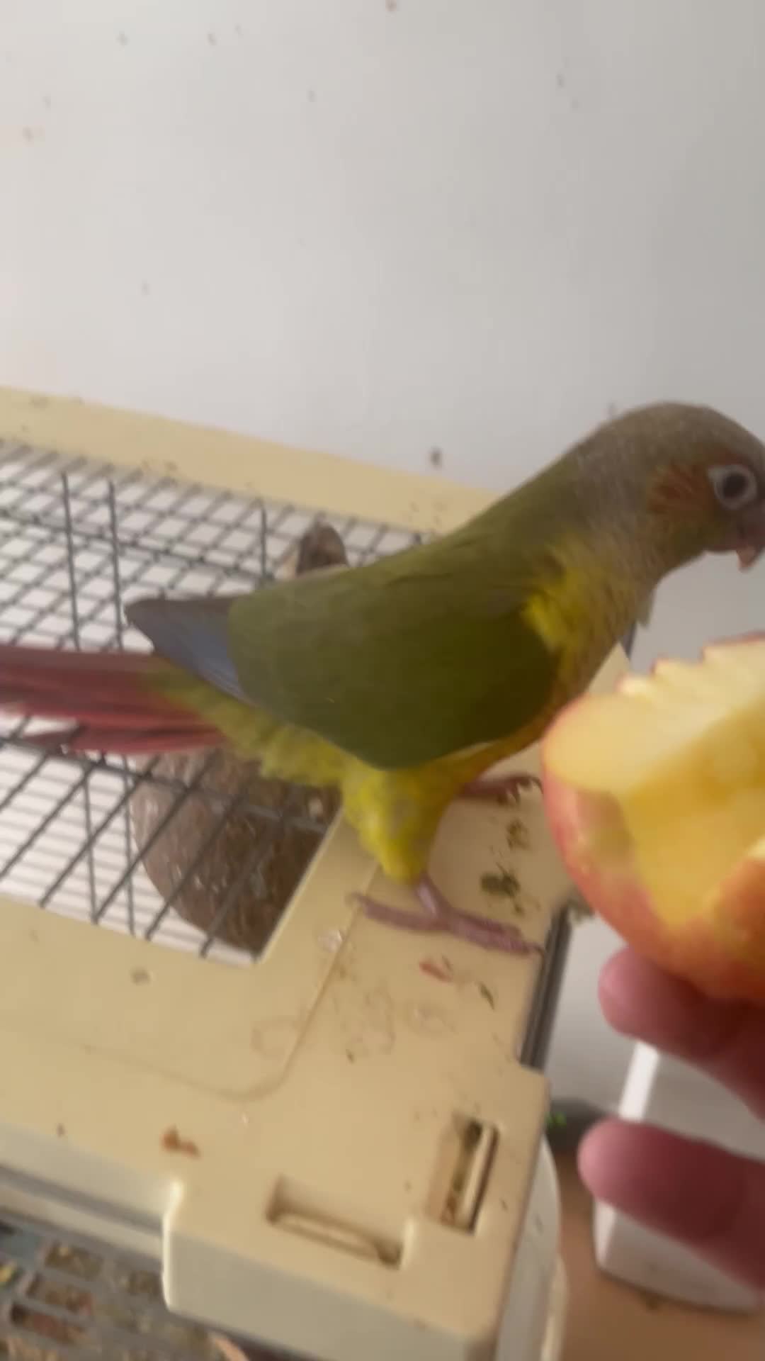 Conures birds for sale: Hand-reared loving clingy pineapple green-cheek in London - Video 1